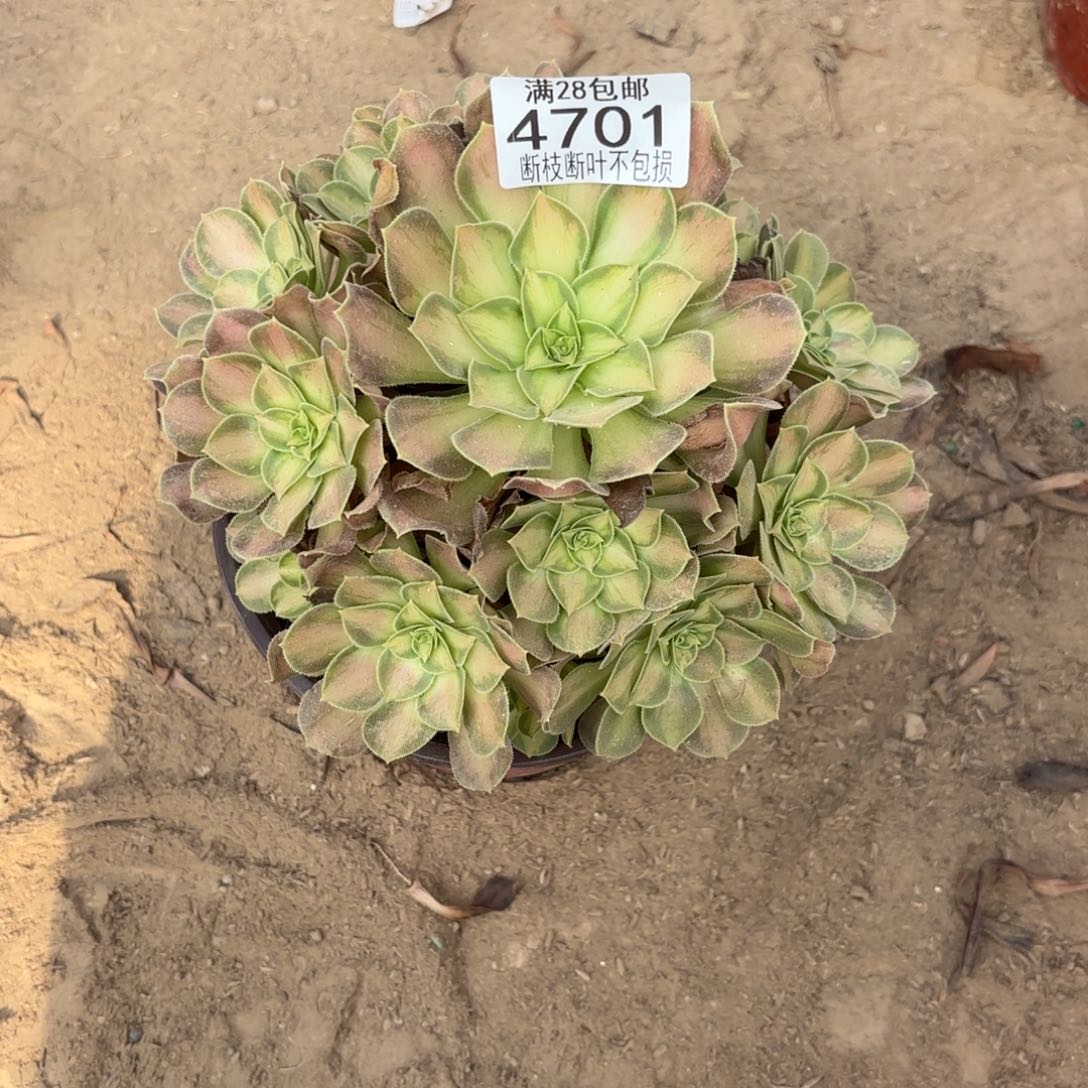 M. 4701韶华多肉1？ade