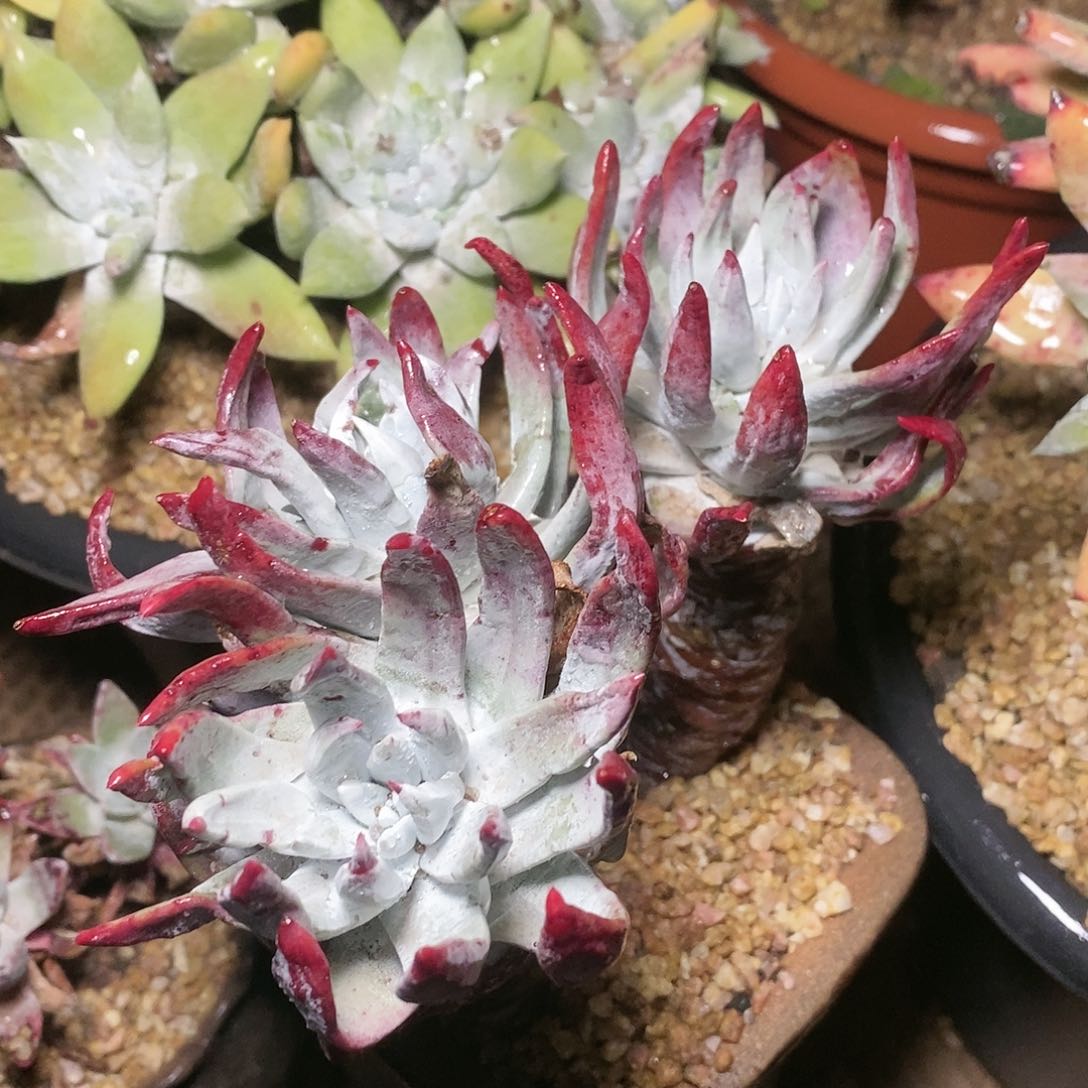 【闪购商品】初霜苹果叶多肉2272