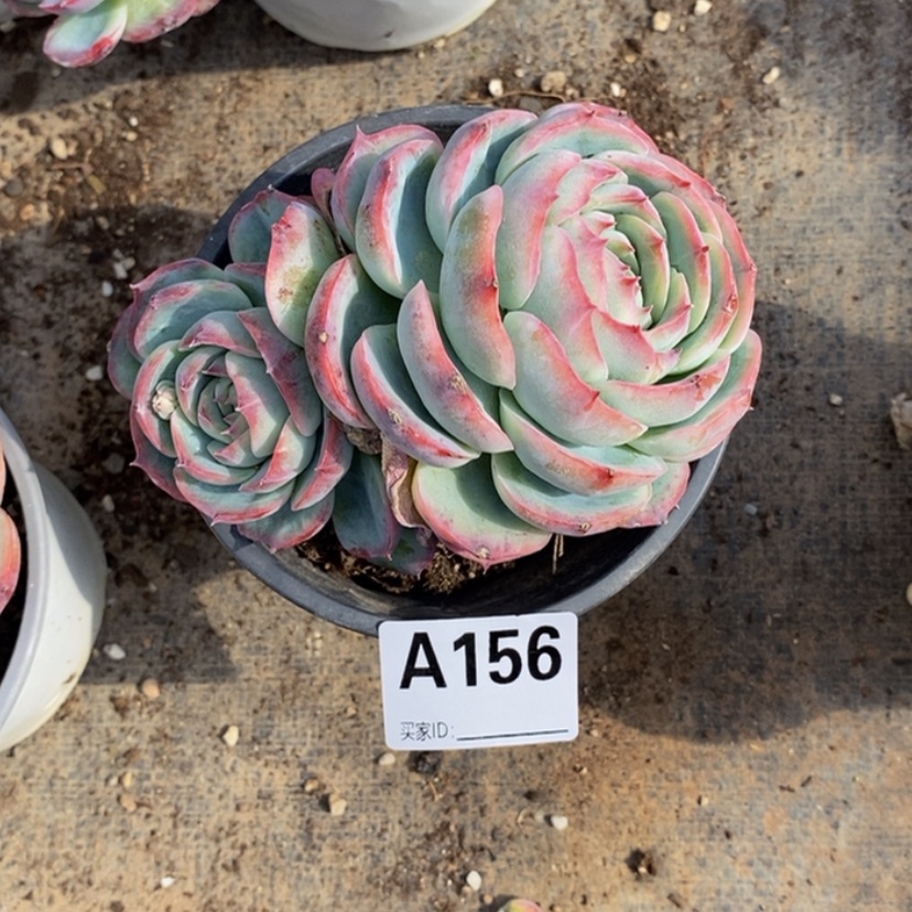 【闪购商品】E*a多肉植物