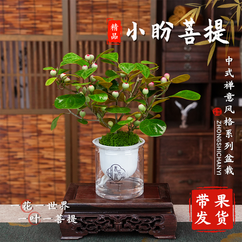 【带多果实 小盼菩提盆栽】精品禅意植物室内绿植客厅摆件好养商品图