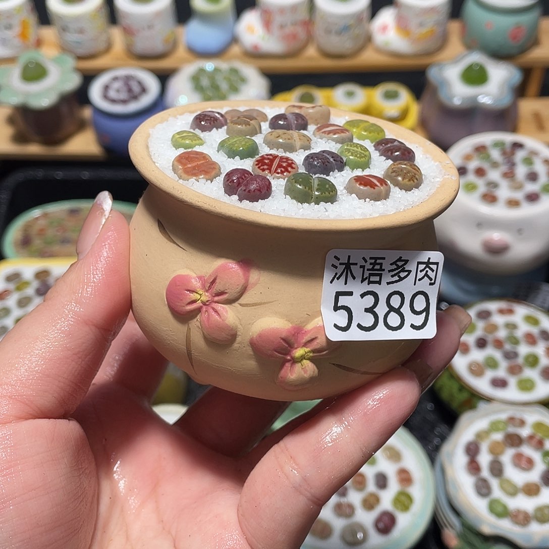 带盆土植物 一物一拍5389