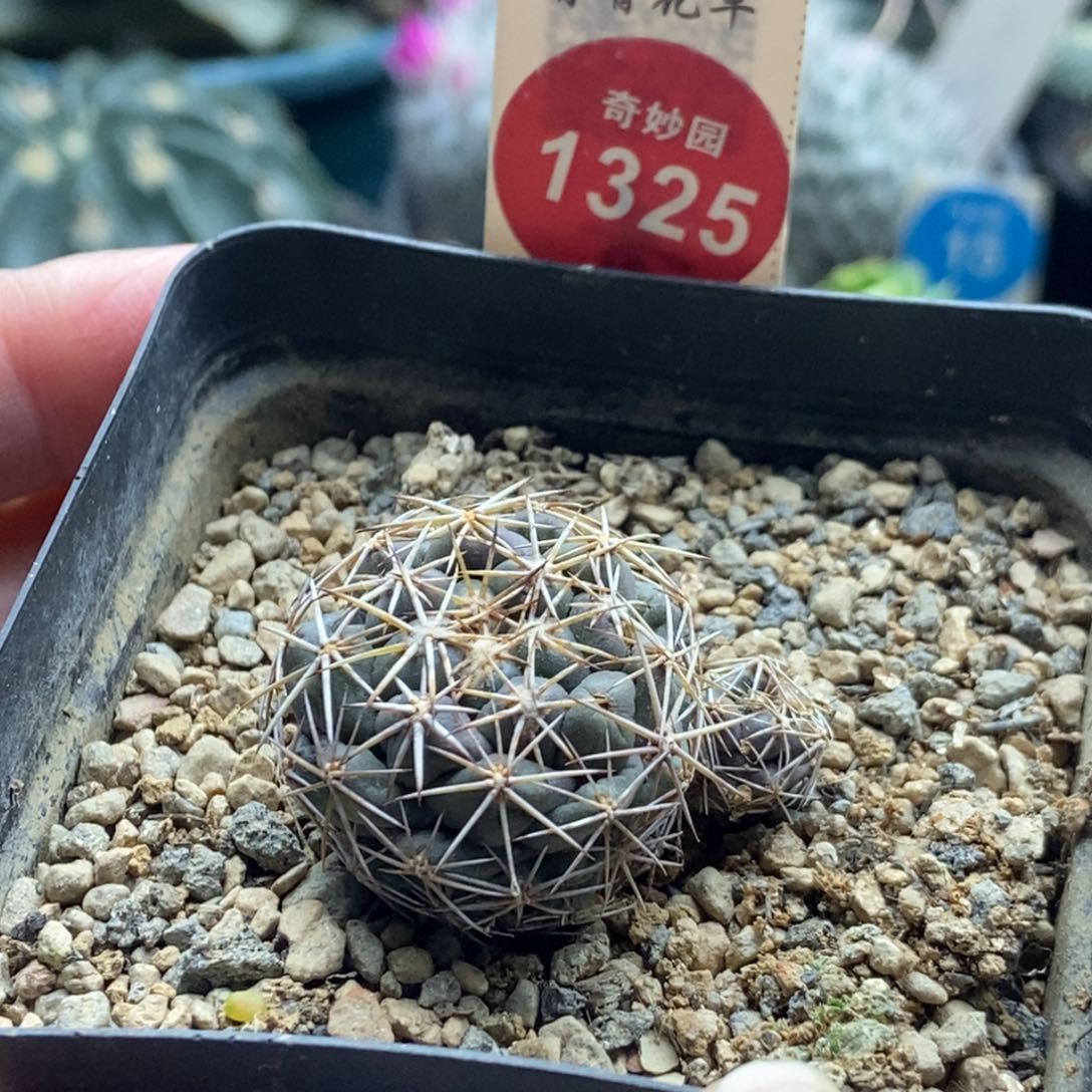 实生双头顶花凤舞有斑