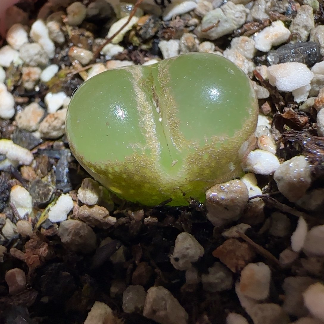 肉锥多肉植物百科25-1802.4风铃793