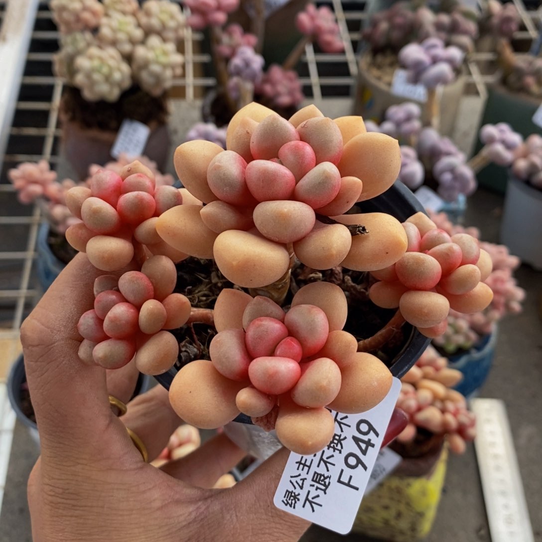 先锋派949/9cm多肉