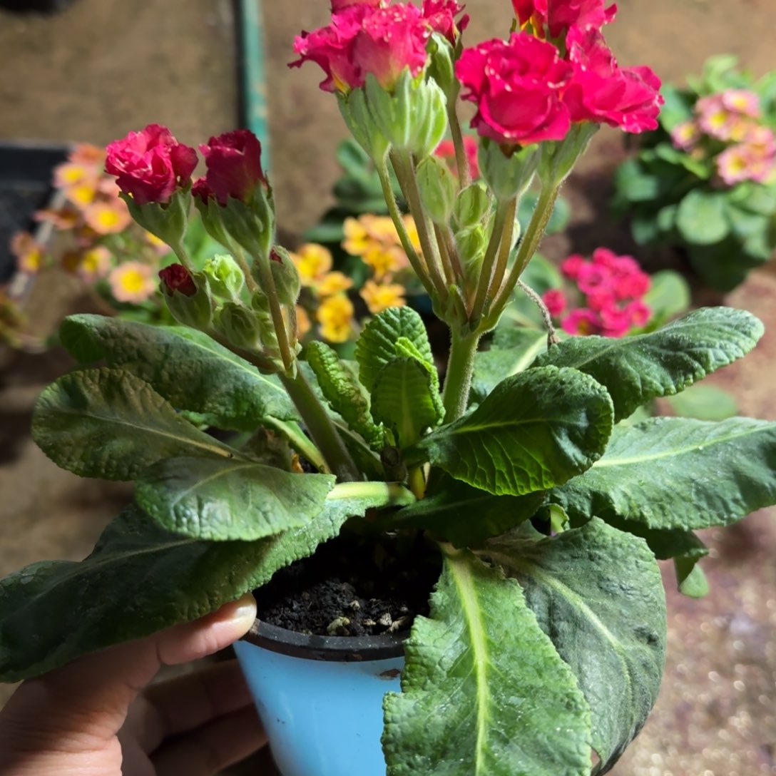 完全开放7520拍11111