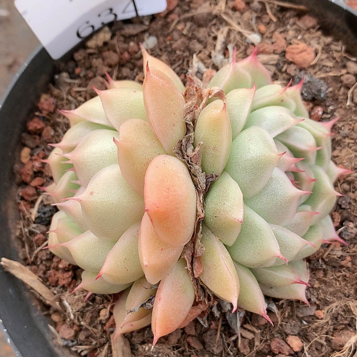 【闪购商品】云634