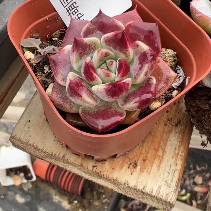 栀***瑜多肉植物雪斑多肉植物37