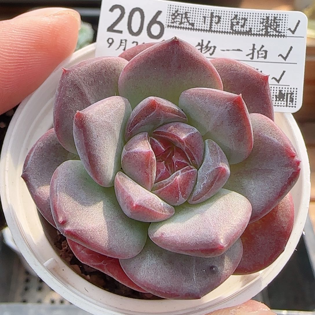 多肉0921--206琥珀天使珍妮