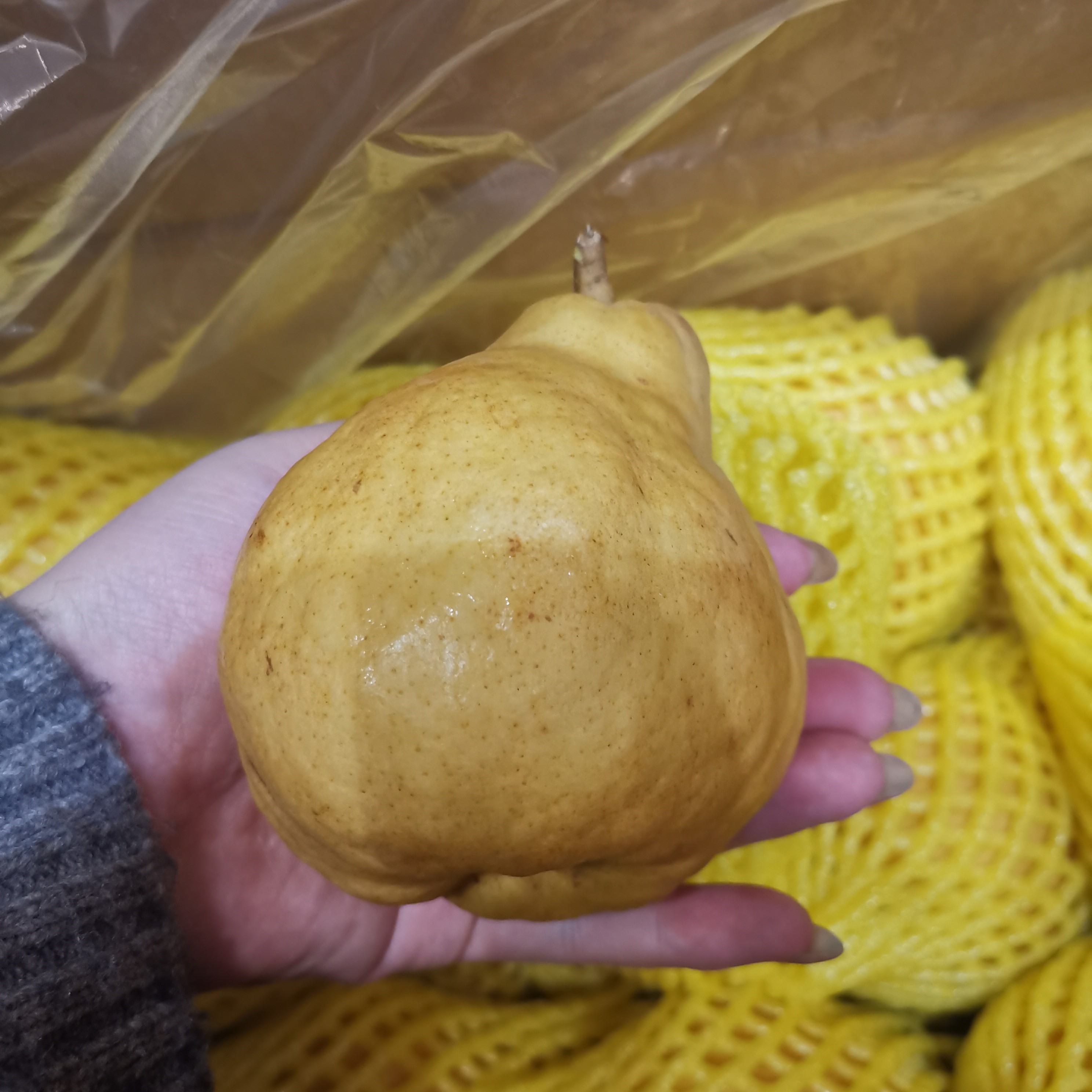 散称丑梨15元二斤