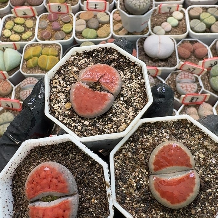 生石花2:：。在。 291号
