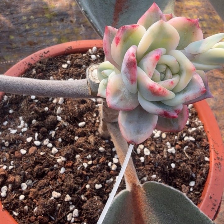 溜***达伊丽莎白锦，多肉锦