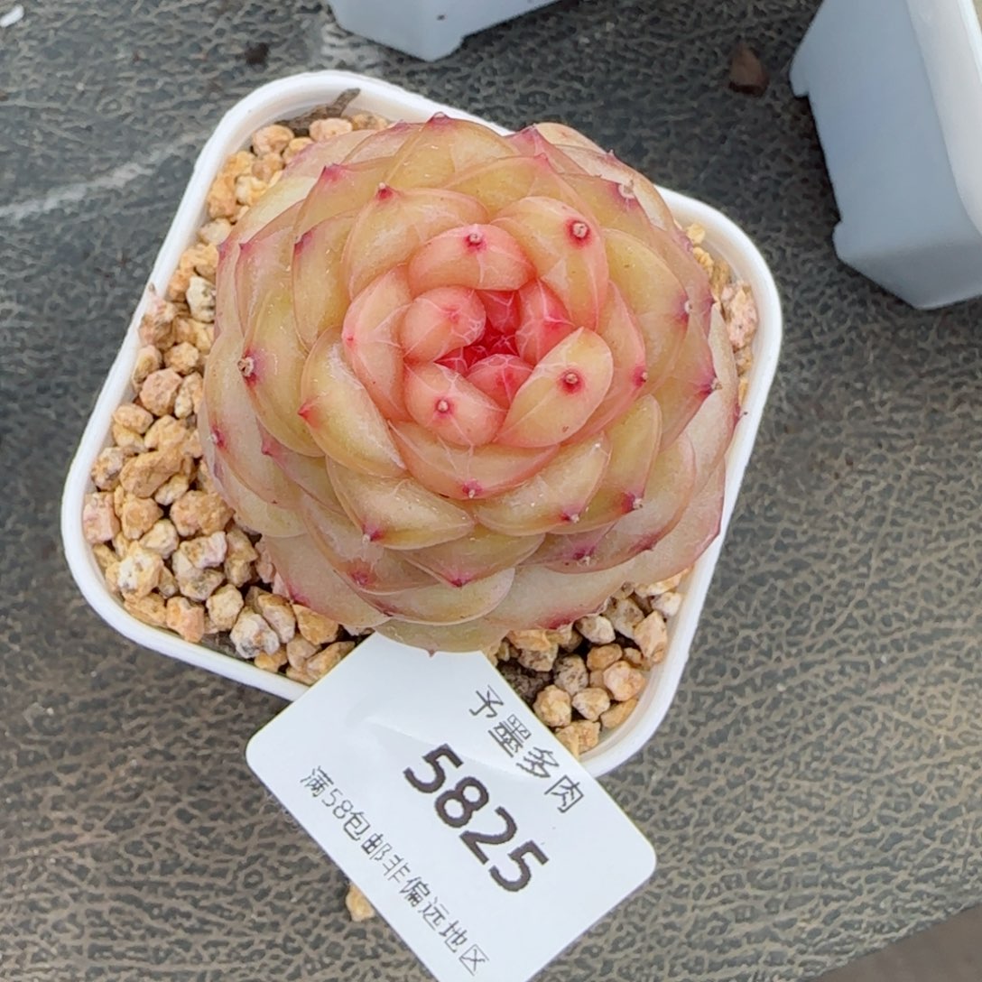 萤火虫，5825多肉植物