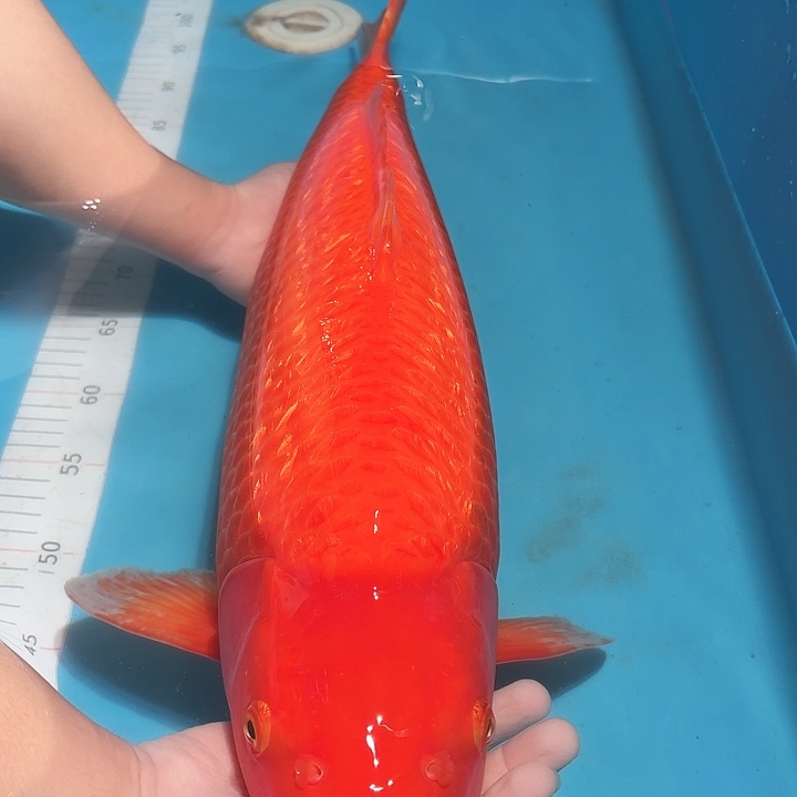 锦鲤尾形火狸专拍