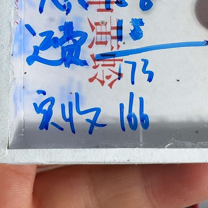 春***明蟋蟀111111111111111