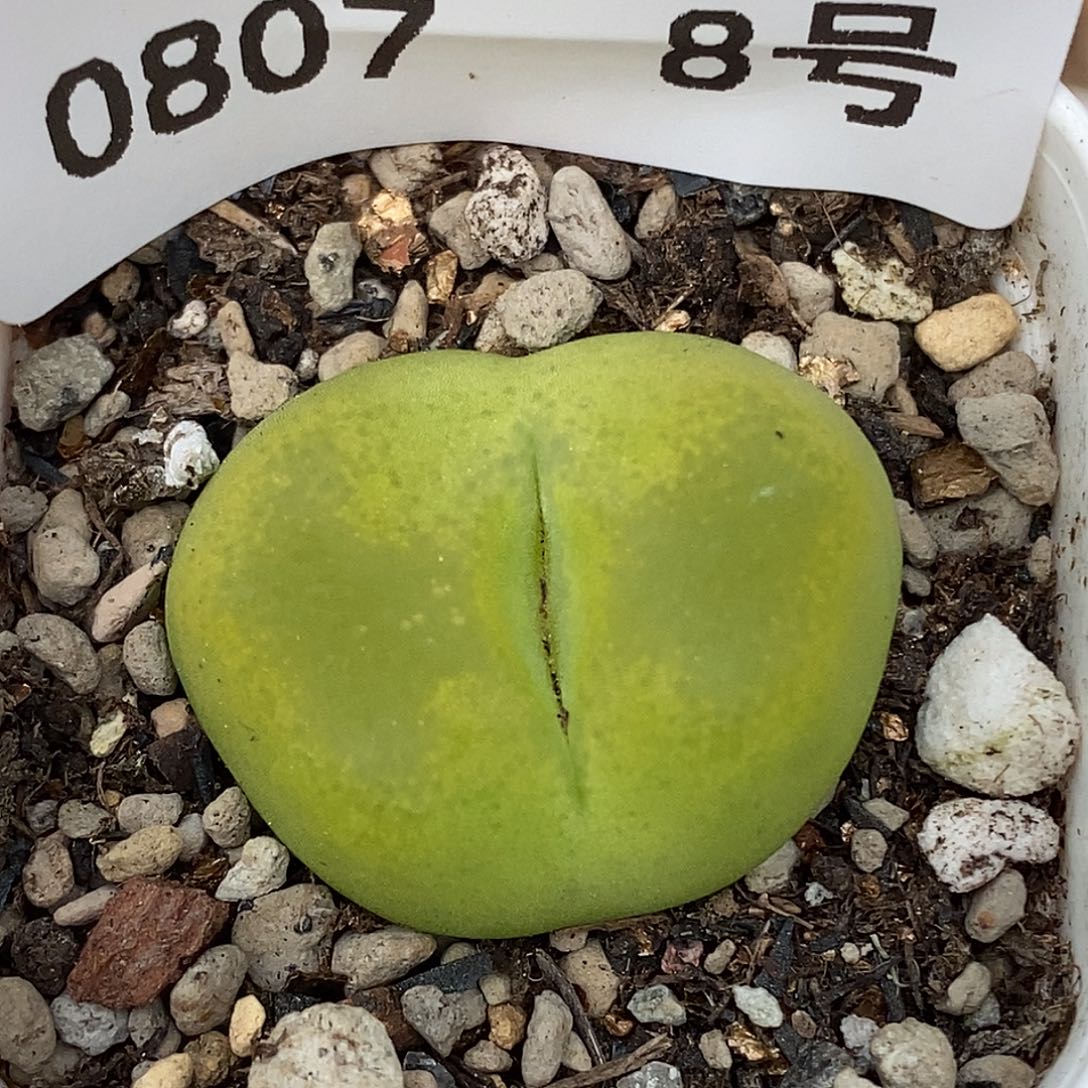 0807-8-开播福利毛一颗。 