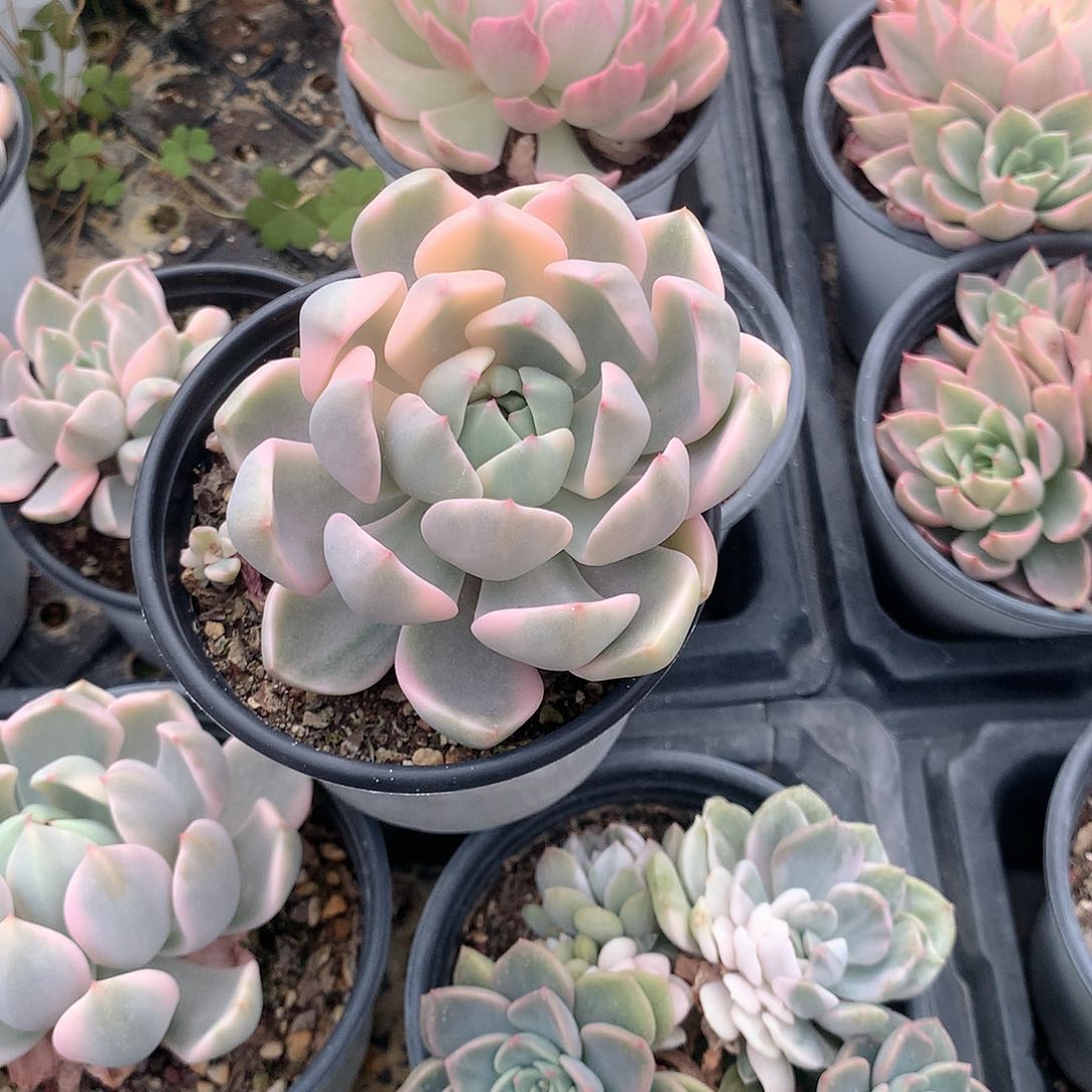 红粉佳人锦多肉植物