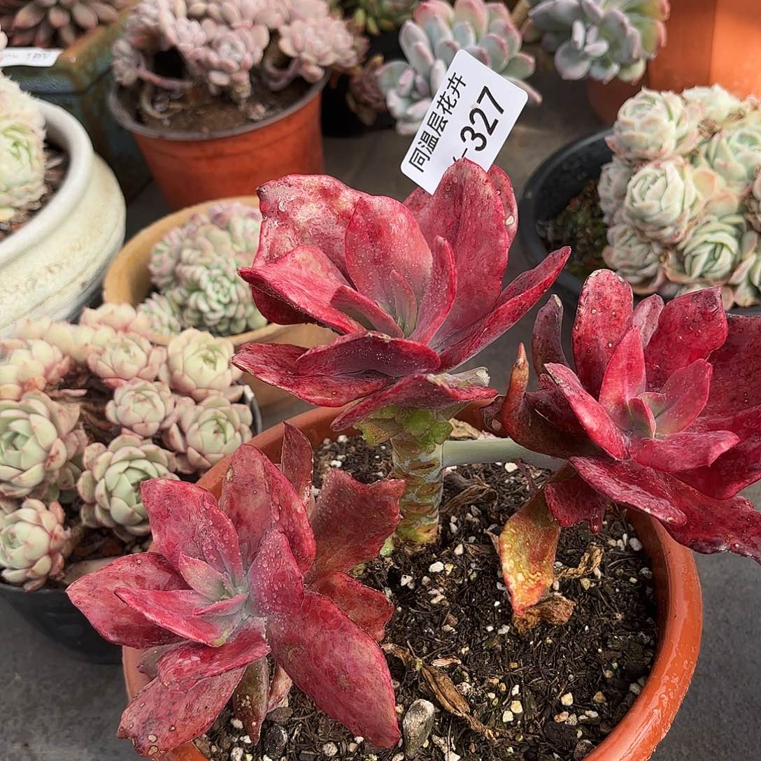 同温层多肉钻石锦327