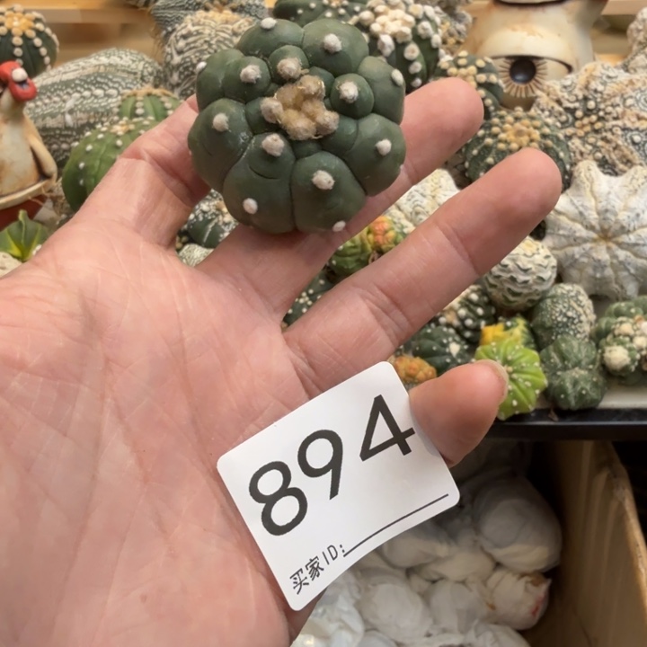 兜星球仙人球894号