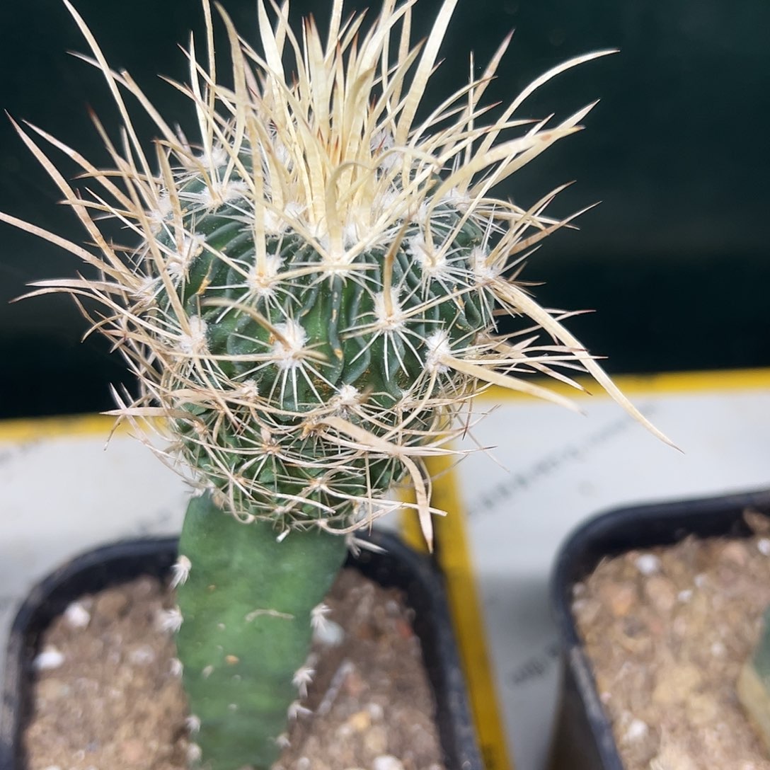 喷泉仙人球11111111