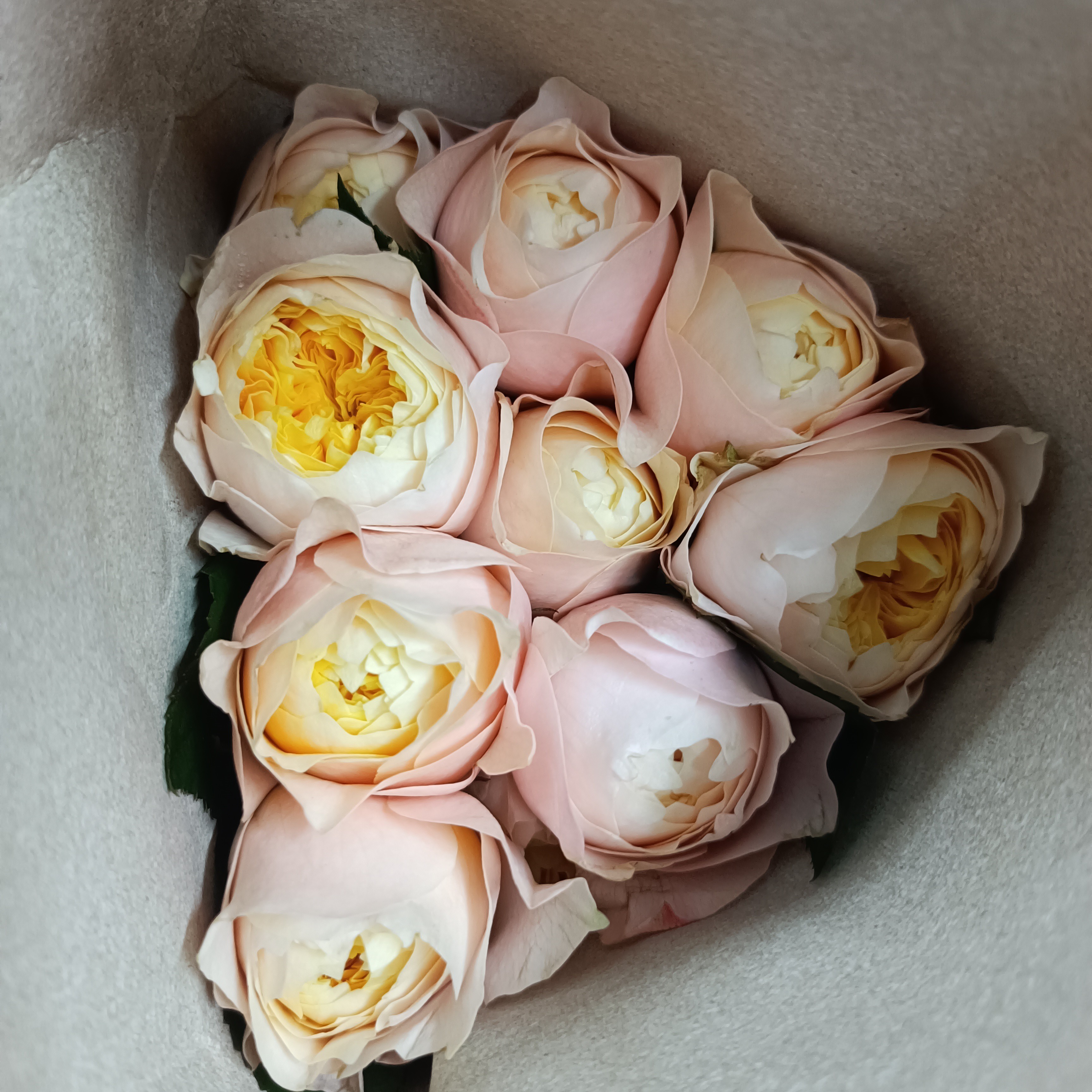 【橙丁玫瑰10支】满30元京东包邮到家