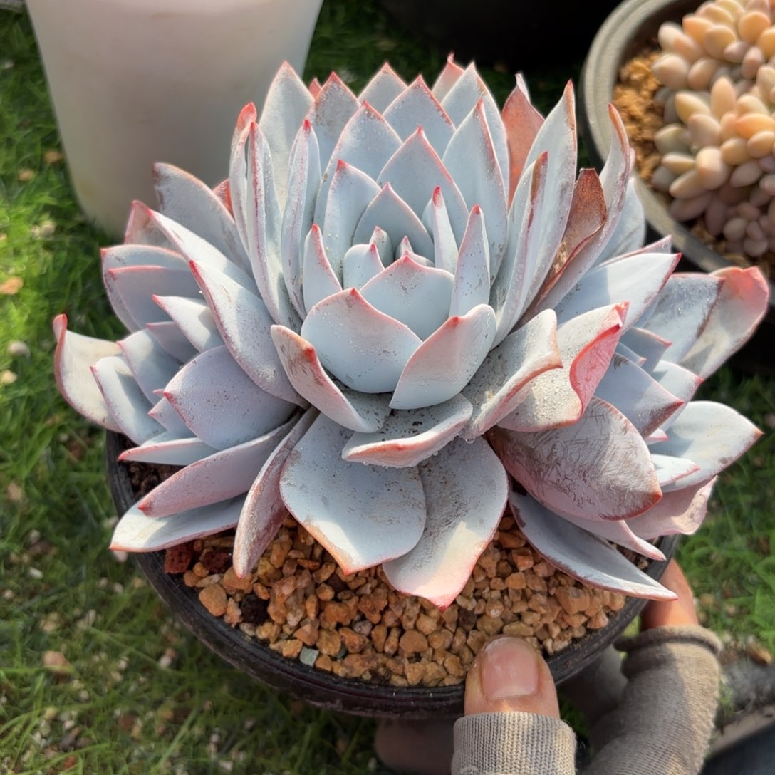 白莲群多肉88888888888