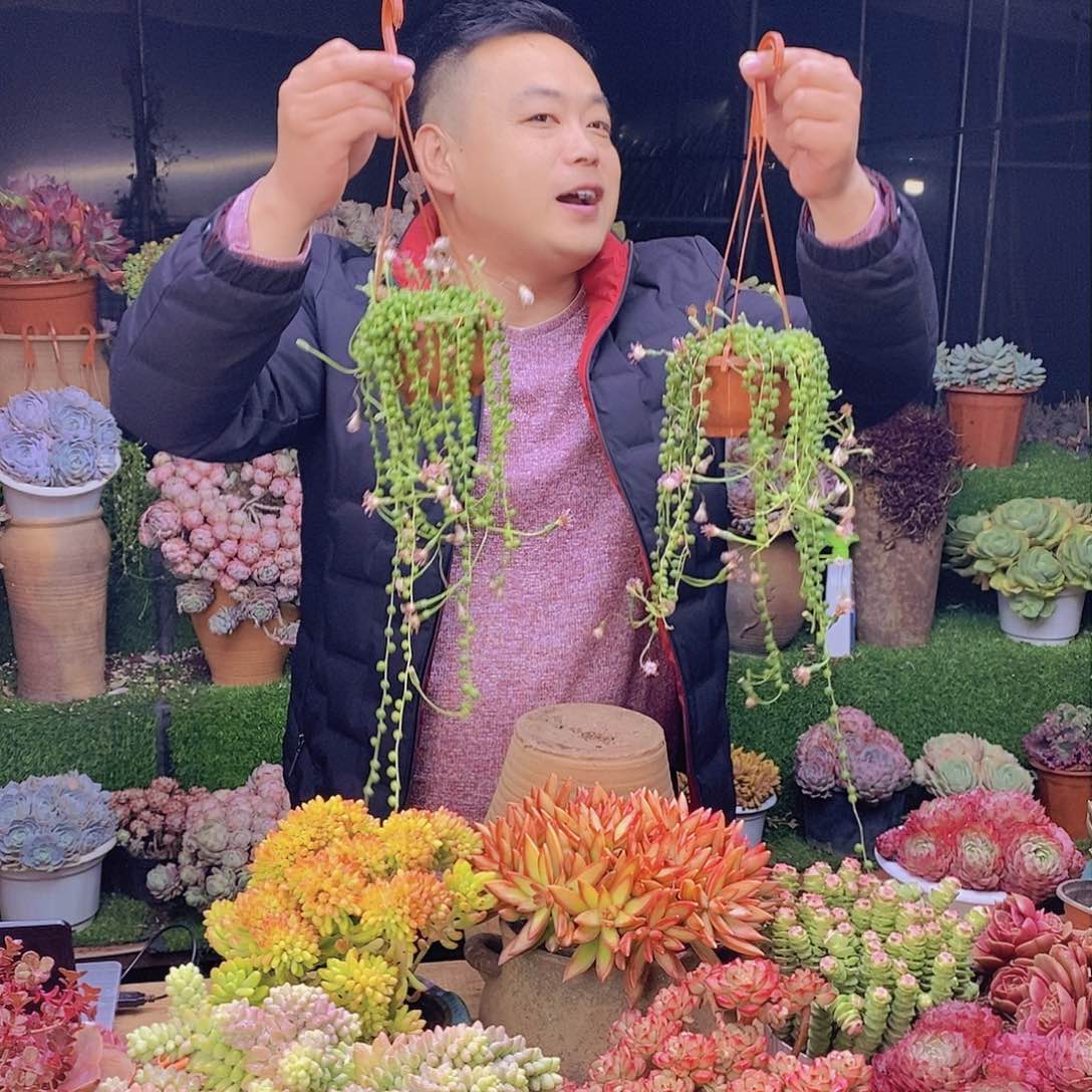 香香fo珠带盆土特价福利