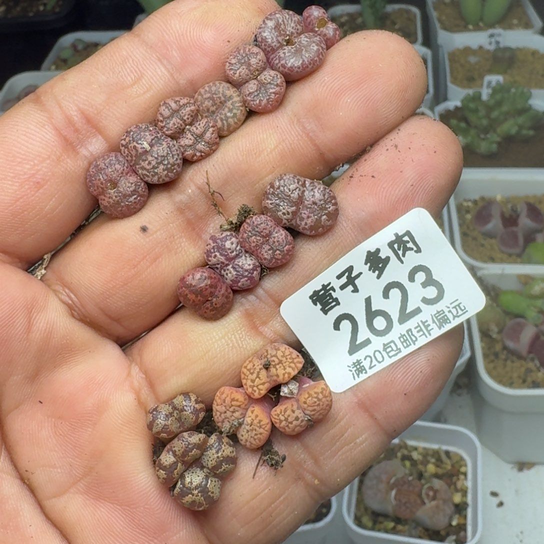     福利。                       勋章