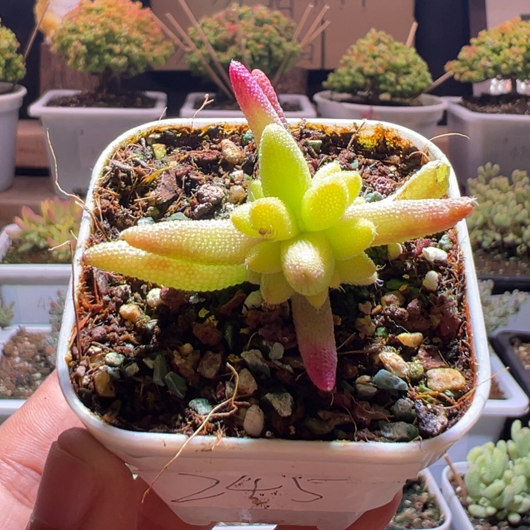 245玉米锦一物一拍包开箱