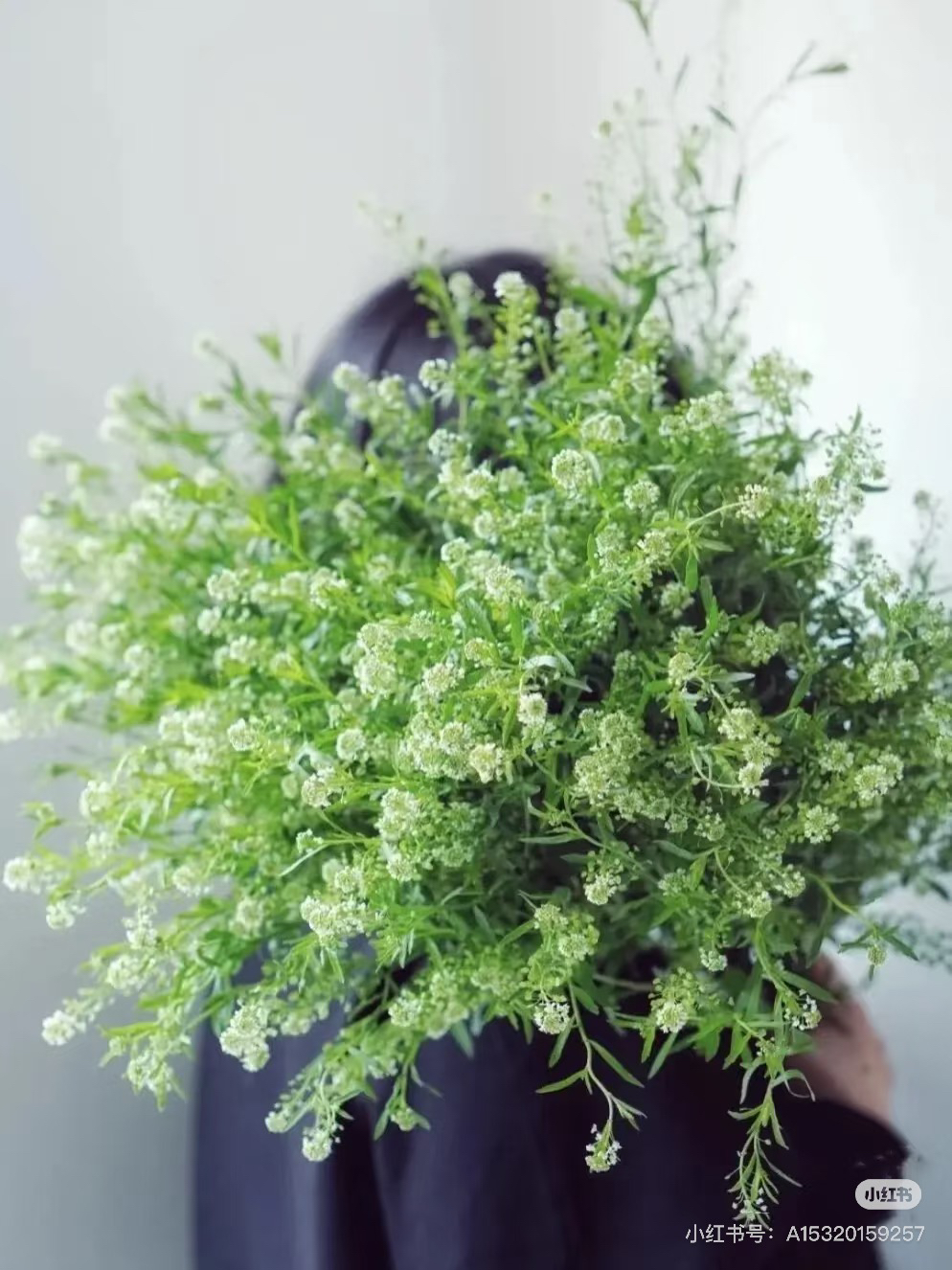 绿灵草云南基地直发鲜切花包邮