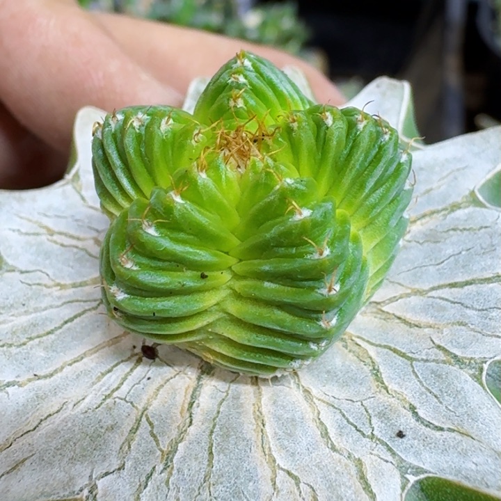 福利苗接五星花龙042