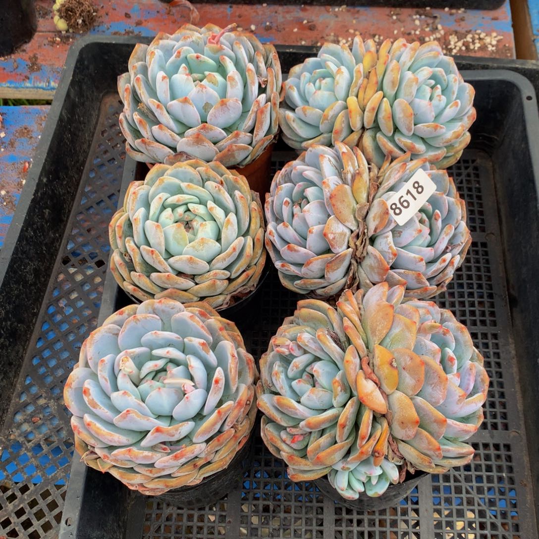 8618六个嗯嗯嗯嗯嗯嗯嗯好喜欢