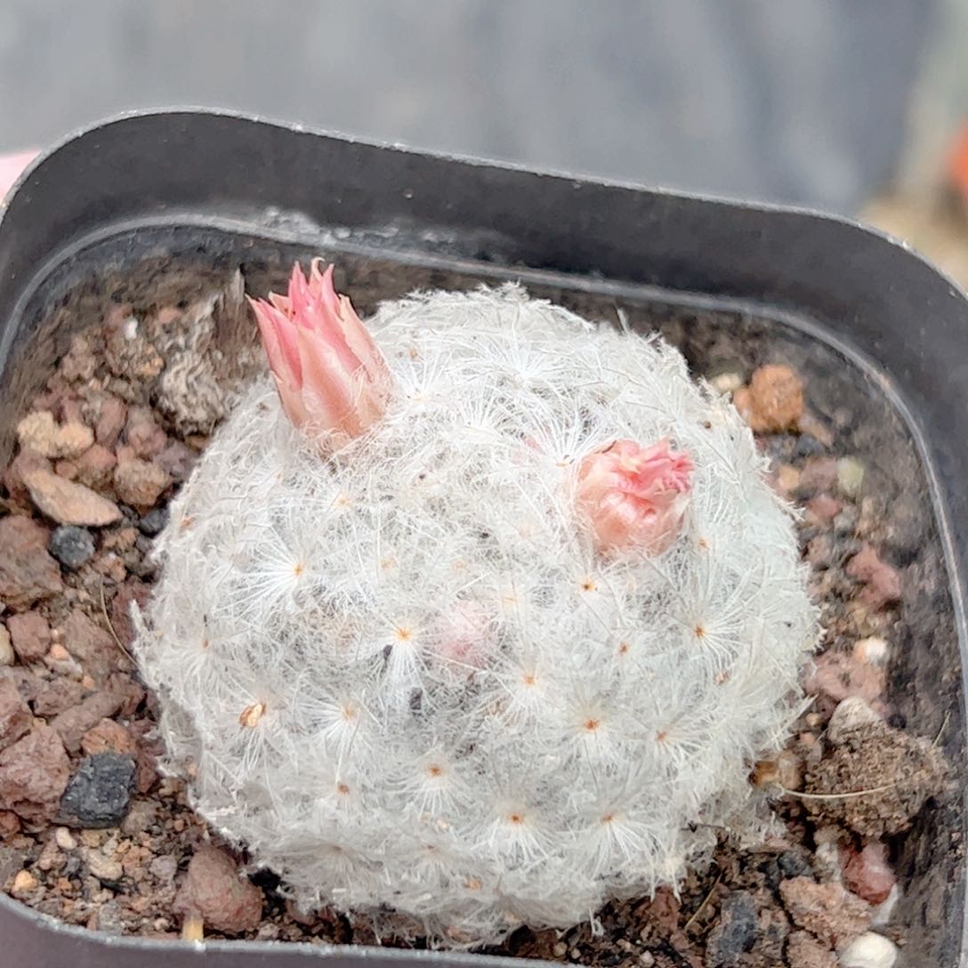 实生佛头白星仙人球