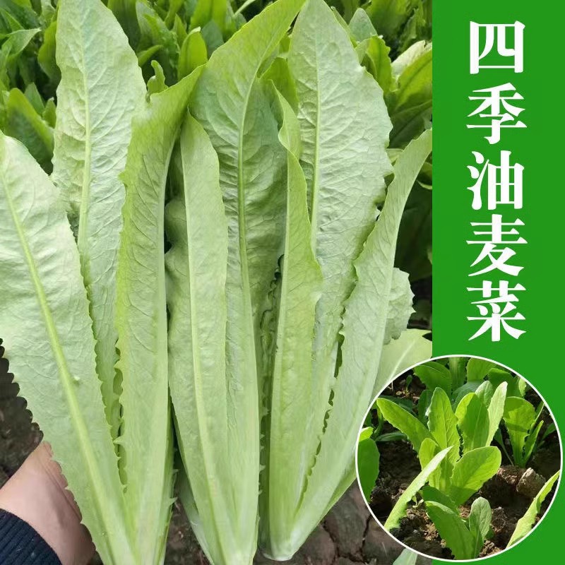 油麦菜种子四季播青菜种籽仔阳台菜籽盆栽籽种蔬菜孑春季菜种大全