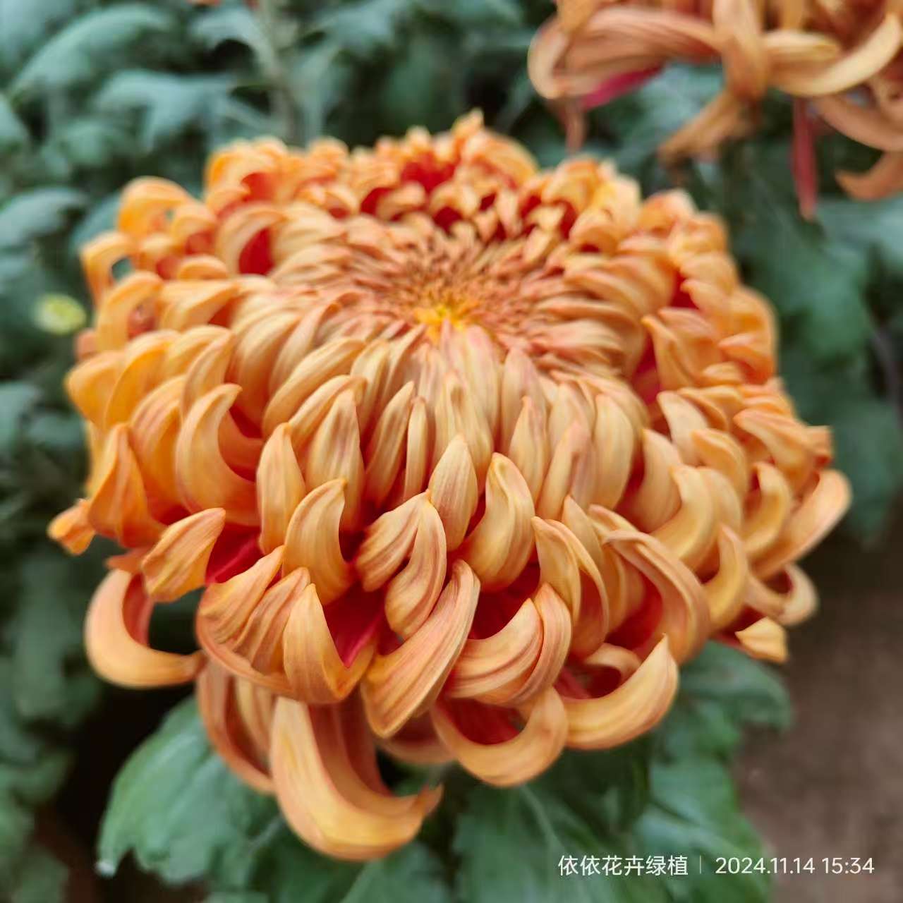  【太平红叶】九月大菊花 多年生宿根植物 秋冬季节开花