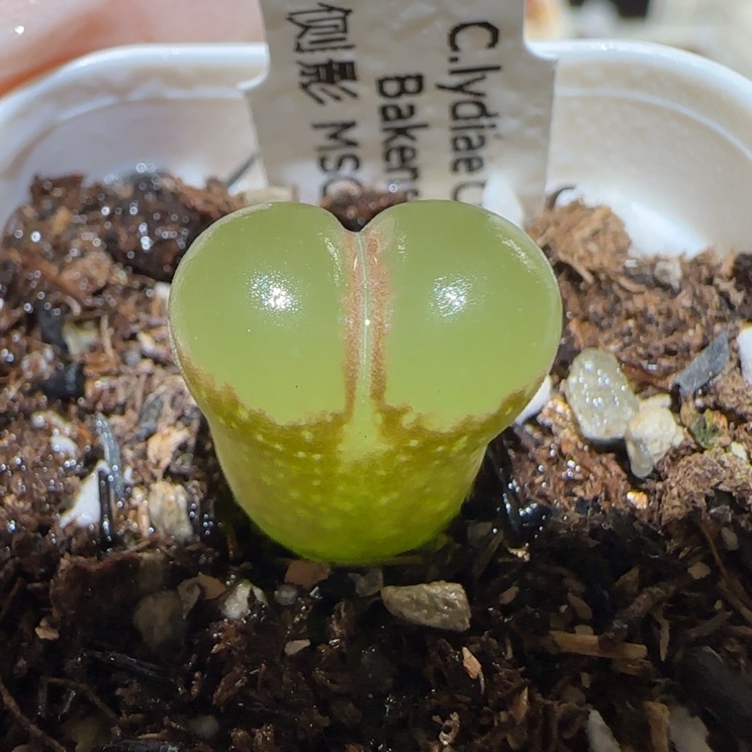 肉锥多肉植物百科2-侧影1699