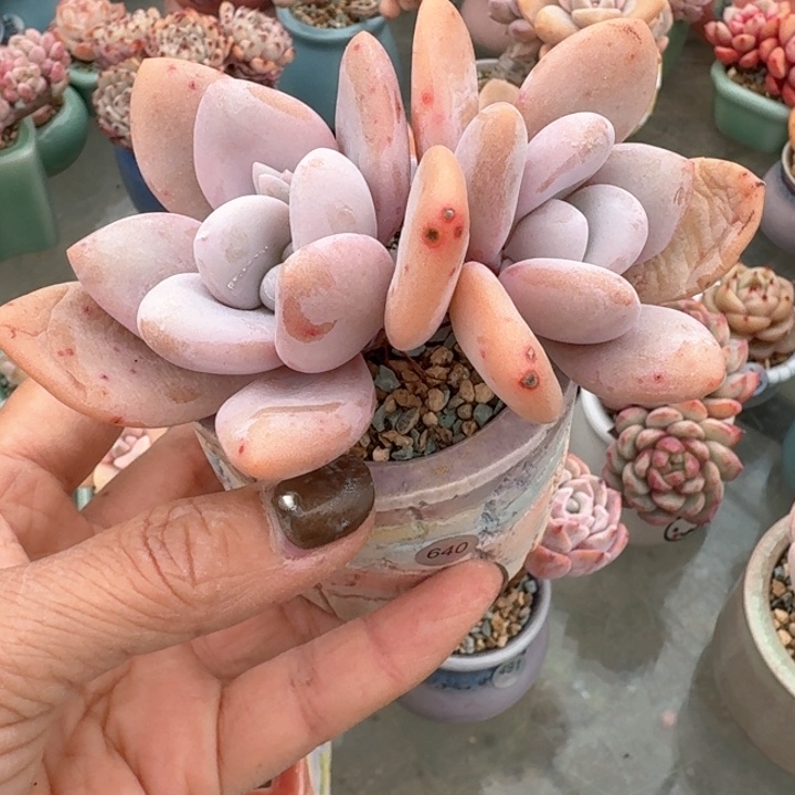 640 多肉含盆土 30元包邮 除偏远地区