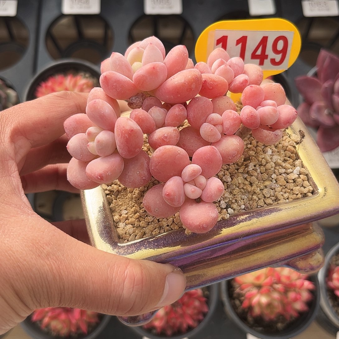 1149号专拍多肉植物