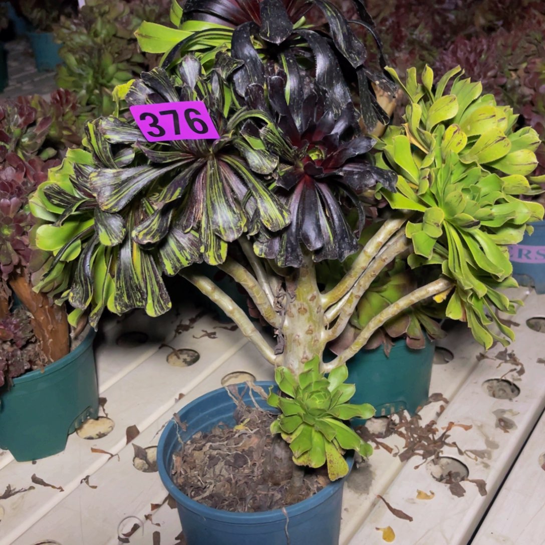 水墨丹青7///////33包邮