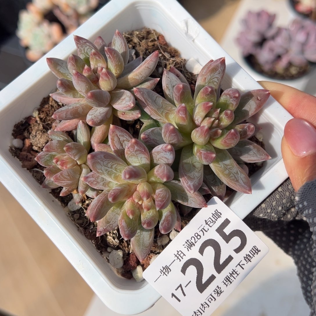 重楼多肉多肉多肉多