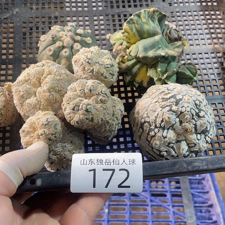 完全开放172仙人球筐4个