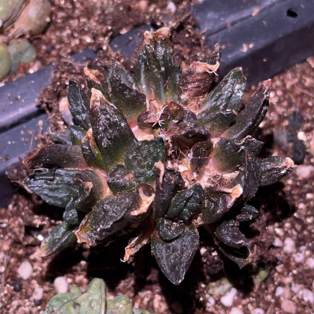 无花朵自根牡丹群体 仙人球