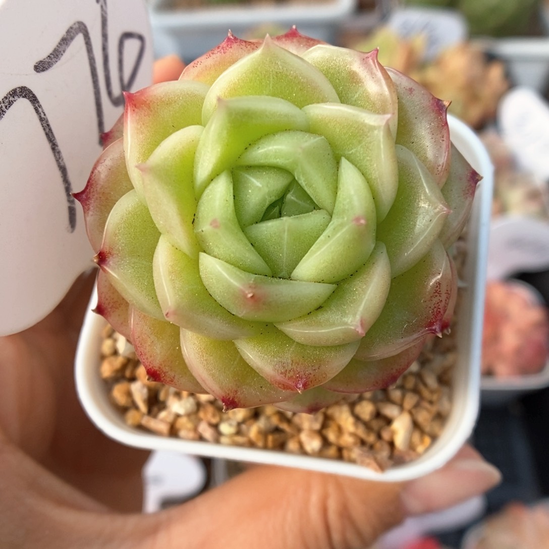 蜜蜡麦秆捧花群生774号