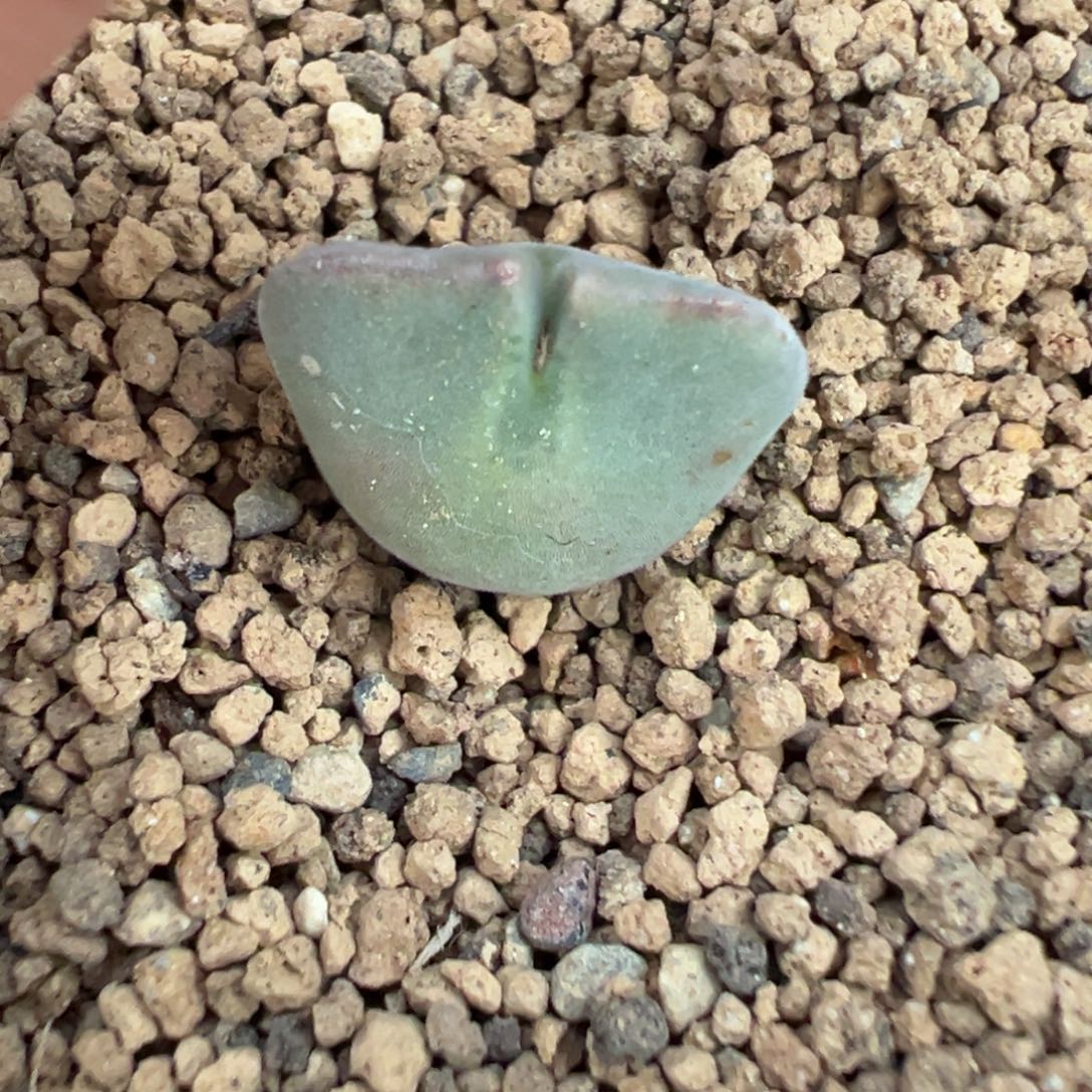 7-05肉锥多肉植物，