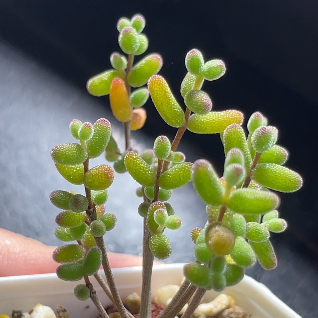 精选枝干一物一拍～4