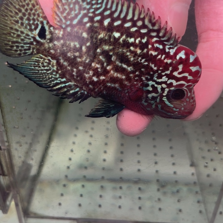 罗汉鱼泰金罗汉鱼观赏鱼活体