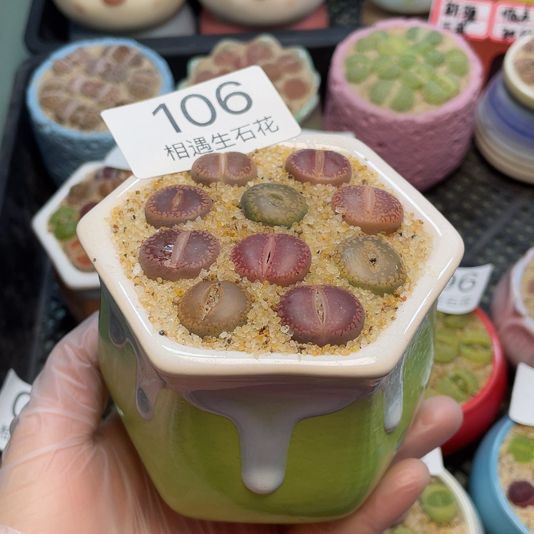 相遇生石花链接106