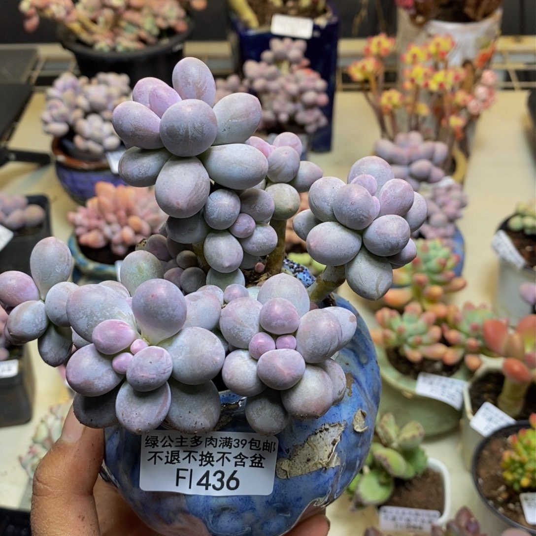 436香水手指奶多肉9cm