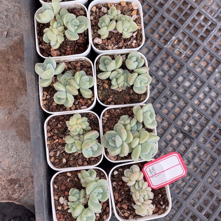 楚一物一拍专拍链接