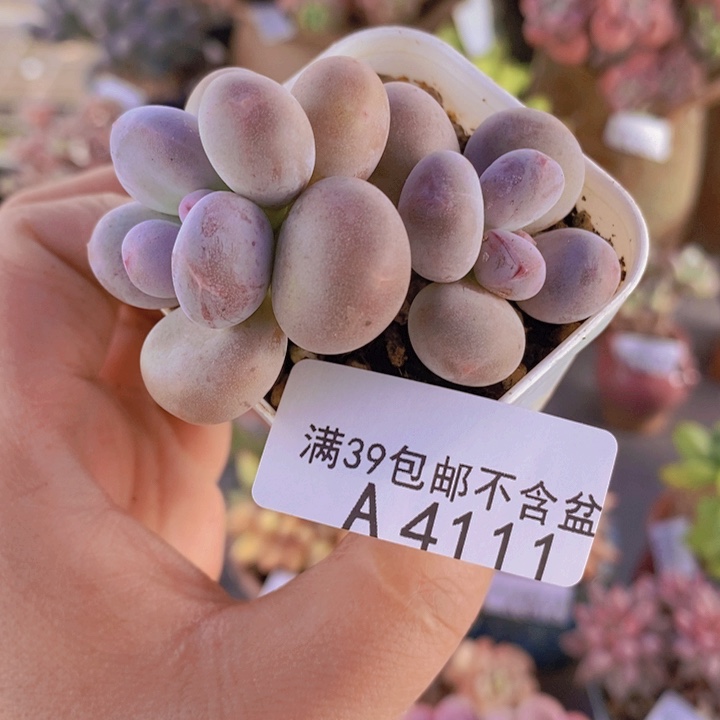 糖豆奶6cm4111多肉植物
