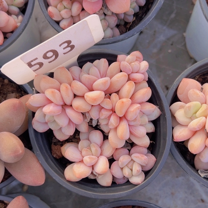 健健康康平平安安